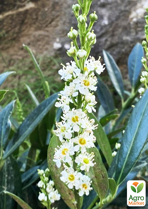 Лавровишня  "Gruner Teppich" (вечнозеленый низкорослый кустарник)