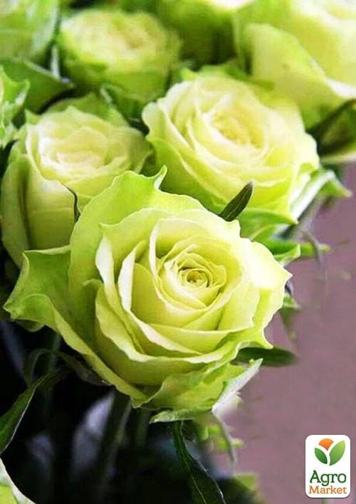 Троянда чайно-гібридна "Зелена планета" (саджанець класу АА +) вищий сорт