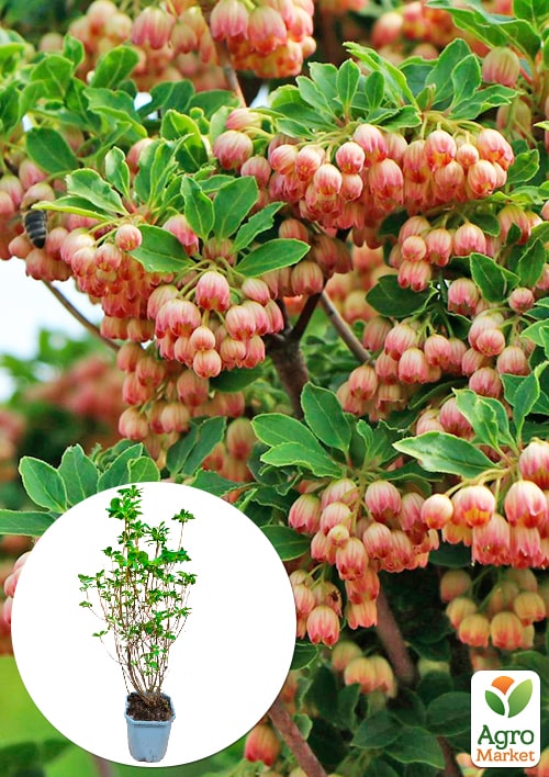 LMTD Енкіантус дзвоновий "Enkianthus campanulatus" висота 60-80см