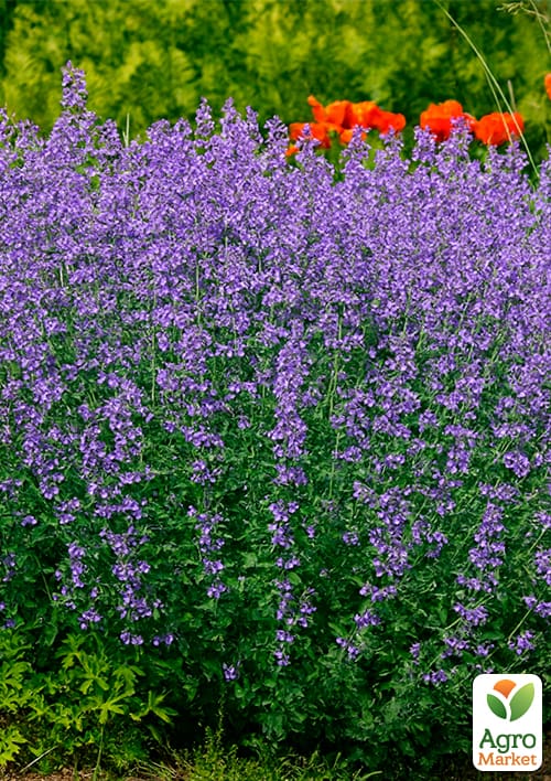 Котовник "Six Hills Giant"(Кошачья мята, непета) - фото 5