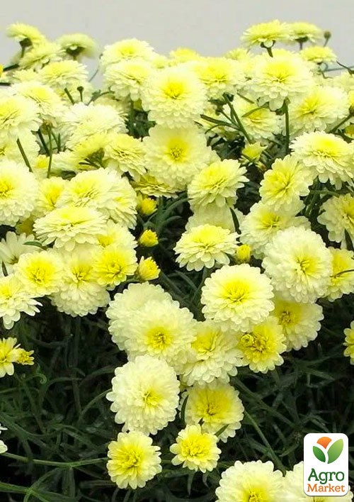 Аргирантемум "Double Vanilla" (контейнер № 10, высота 15 см)