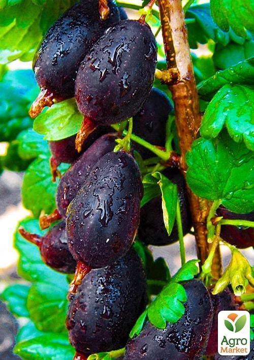 Крыжовник "Черномор" укорененный в контейнере (средний срок созревания)