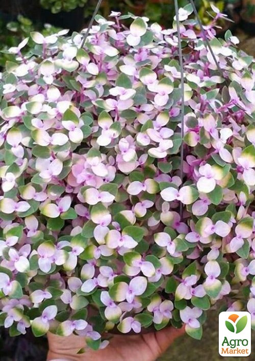 Калізія повзуча "Kribo"