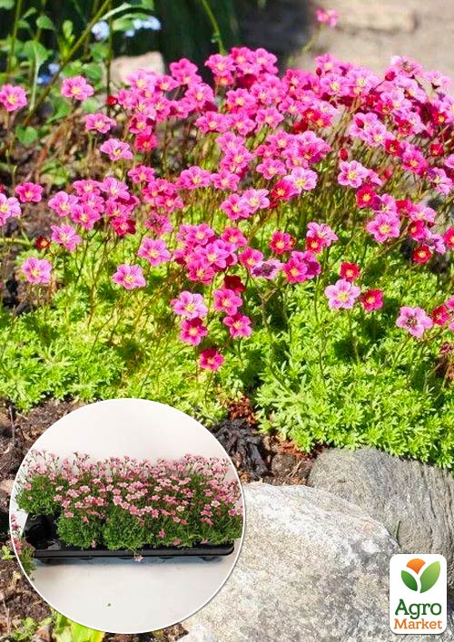 LMTD Ломикамінь квітучий килим "Marto Rose" 