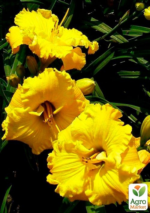 Лилейник "Bill Norris" 1шт в упаковке - фото 2