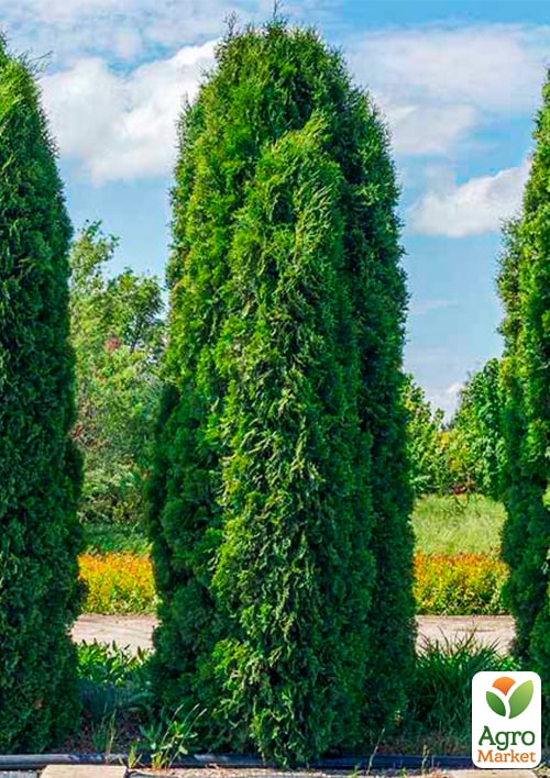 Туя західна "Columna" (вазон Р9, висота 10-20см)