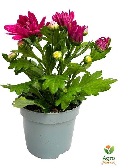 Хризантема "Classic Purple" (Нидерланды) - фото 2