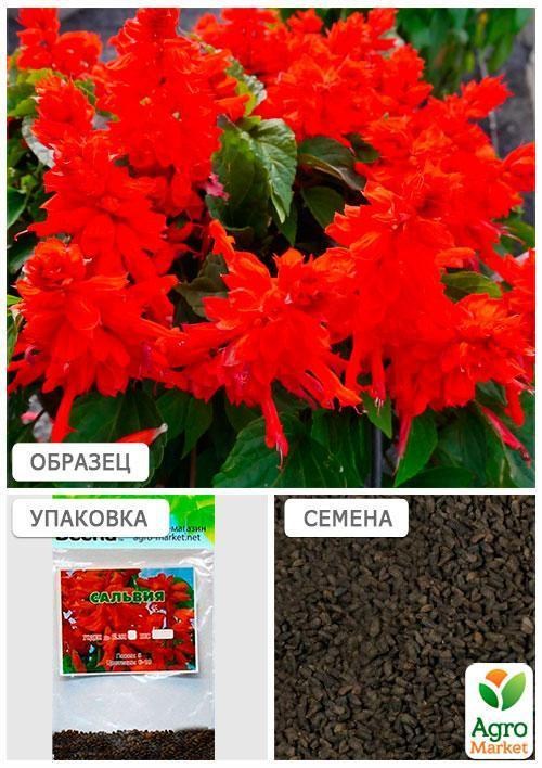 Сальвия блестящая красная (Зипер) ТМ "Весна" 0.3г - фото 3