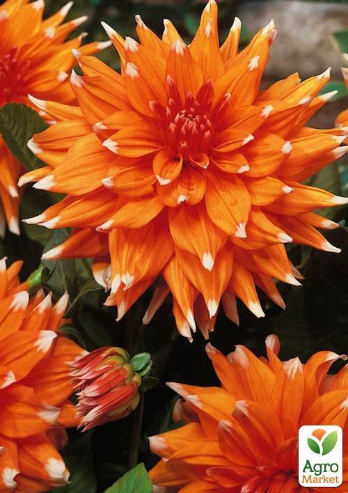 Жоржина "Color Spectacle" 1шт в упаковці - фото 4