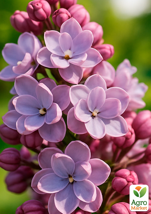 Сирень тёмно-лиловая "Marshal Lannes"  - фото 6