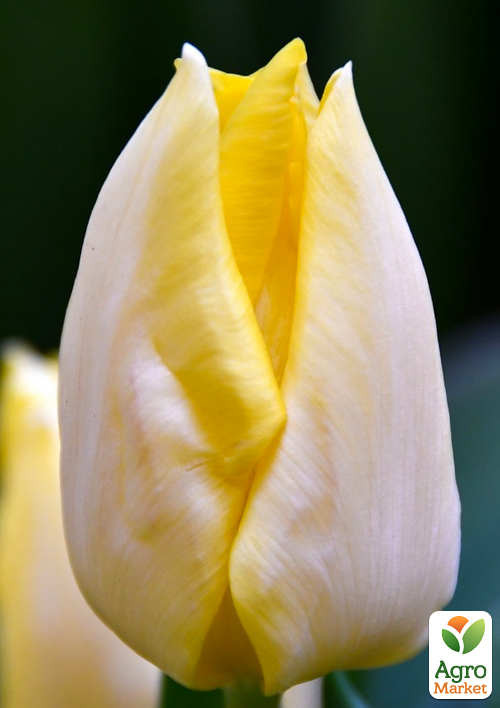 Тюльпан "Sunny Prince"