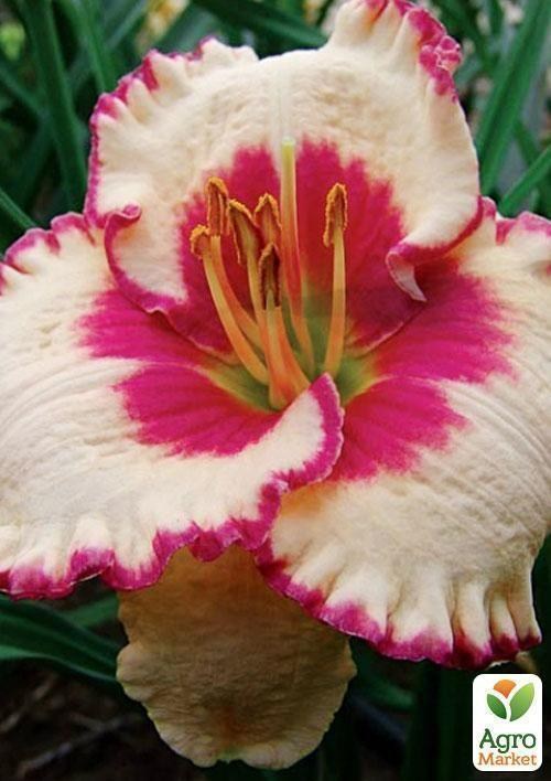 Лілійник "Ageless Beauty" 1шт в упаковці