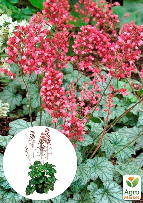 Гейхера (Heuchera) "Paris" С1 (высота 15-30см)