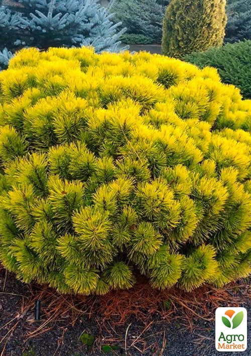 Сосна горная "Carstens Wintergold" (ком/сетка), высота 80-90см