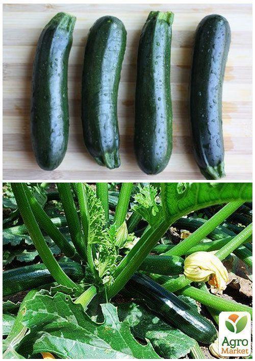 На развес Кабачок "Черный принц" ТМ "Весна" цена за 8г - фото 2