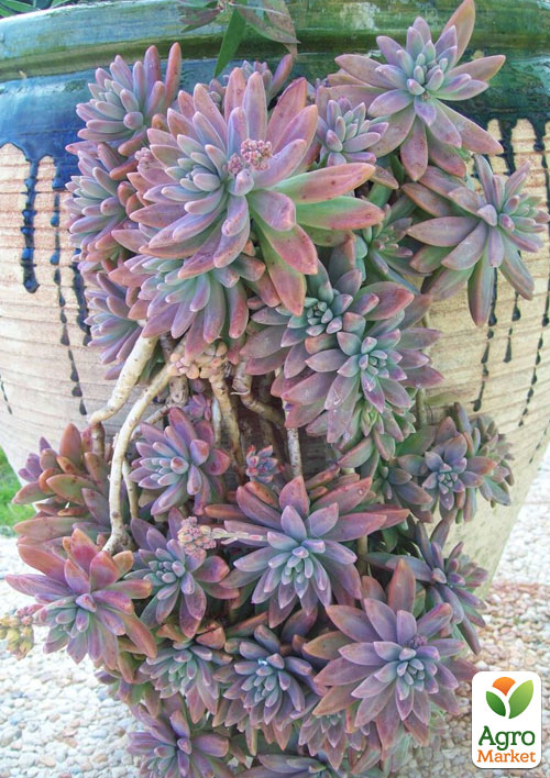 Граптоседум "Francesco Baldi"