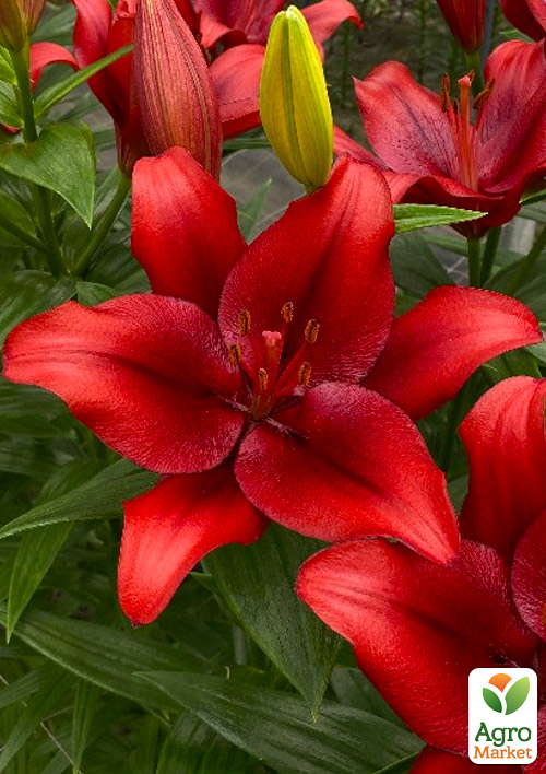 Лилия "Pokerface" 