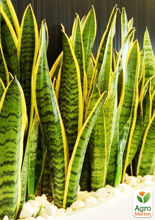 LMTD Сансевієрія "Laurentii" (p12 висота рослини 30-40см) - фото 5