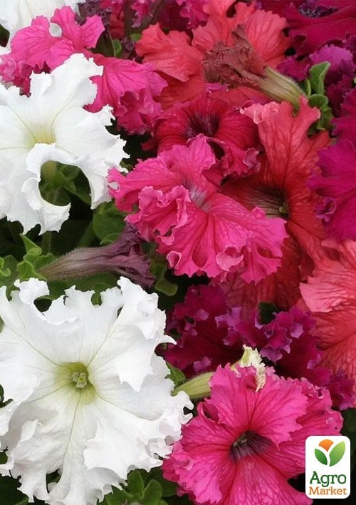 Петунія фрилітунія "Чудові мережива" ТМ "Vesna Exclusive" 10шт