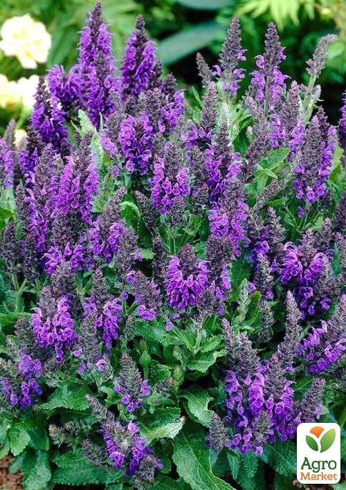 Шалфей Дубравный "Salute Ice Blue"