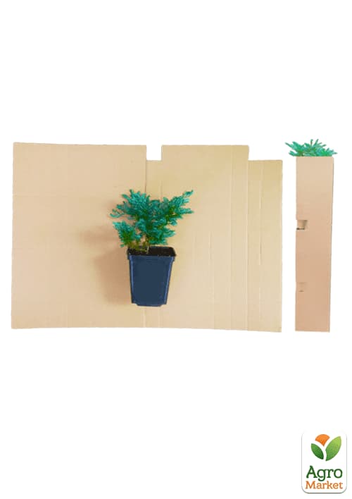 Ялівець скельний "Moonglow" (контейнер Р9, висота 25-30 см) - фото 5