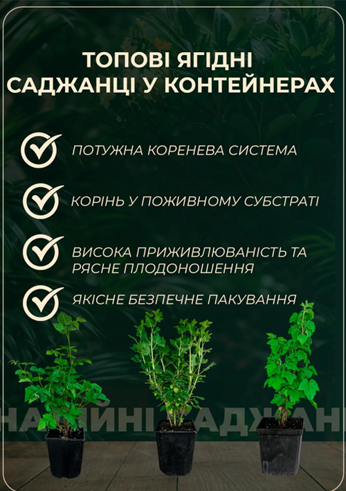 Эксклюзив! Малиновое дерево "Королевская власть" укорененное в контейнере - фото 2