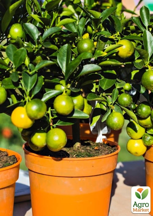 Торфосуміш для цитрусових рослин COMPO SANA 10л (1671) - фото 3