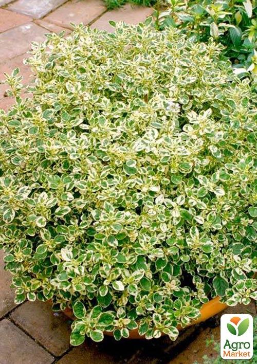 Орегано "Panta"