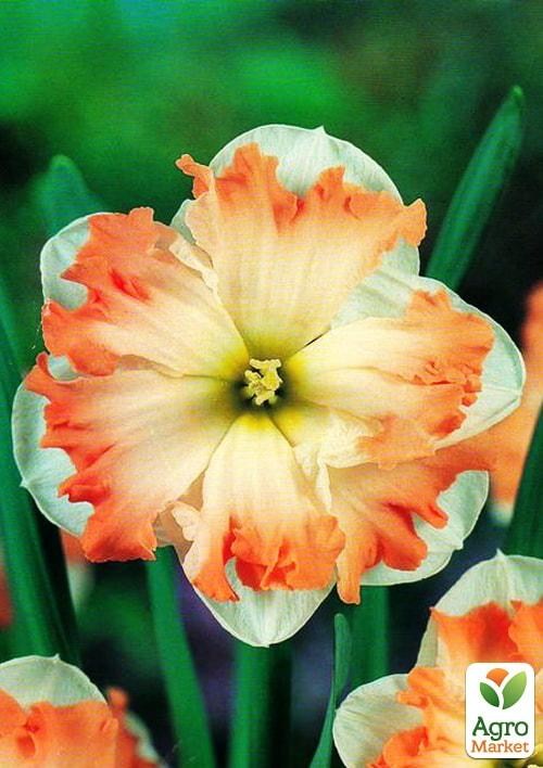 Нарцисс "Cum Laude" (размер 10/12 , крупный) 2шт в упаковке