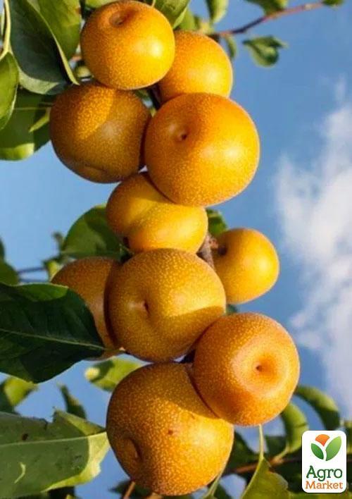 Азіатська груша "Хосуі" Ексклюзив