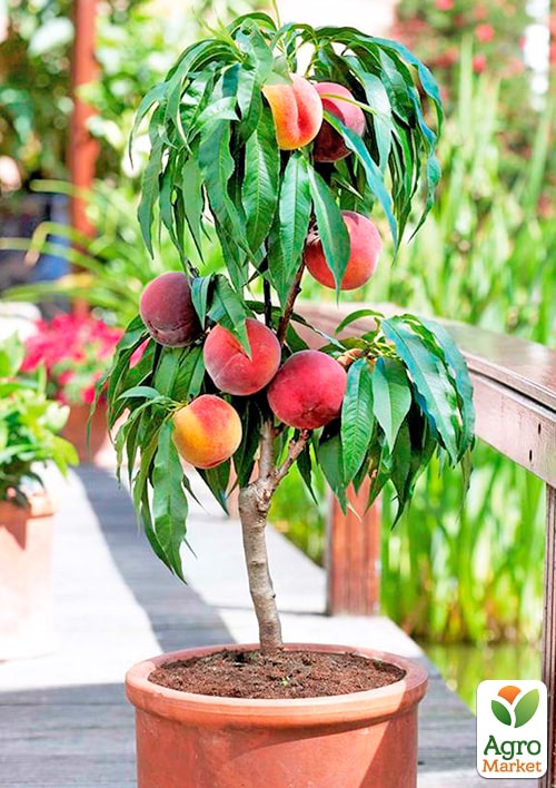 Персик колоновидный "Крымский ранний" (медовое послевкусие, ранний срок созревания) - фото 2