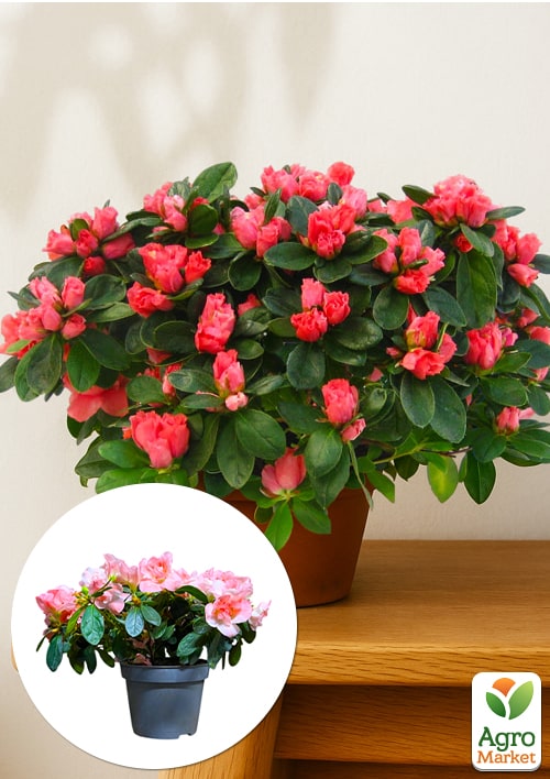 Рододендрон комнатный "Thesla" высота 20-30см 