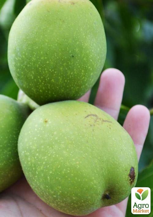 Грецкий орех "Буковинская бомба" (средний срок созревания) - фото 7