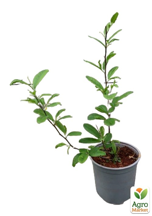 Магнолия 3-х летняя гибридная "Leonard Messel" (высота 30-50см) - фото 3