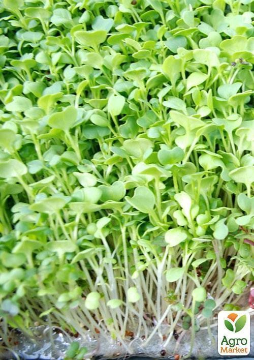 Микрозелень "Кольраби" (в банке) ТМ "Твоя Зеленая Весна" 7г - фото 3