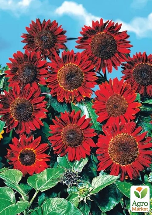 На вагу Соняшник "Прадо" ТМ "Весна" ціна за 3г - фото 2