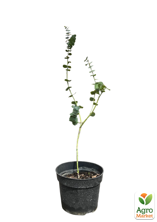 Эвкалипт комнатный "Silver drop" 2х летний саженец высота 40-50см - фото 2