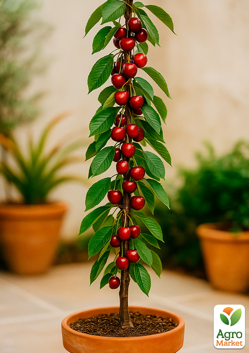 Вишня колоновидна "Захоплення" Ексклюзив