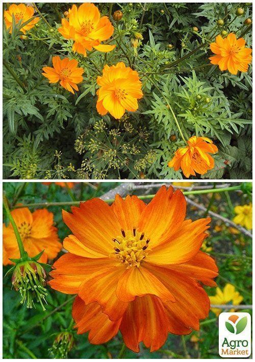 На развес Космея "Оранжевый венец" ТМ "Весна" цена за 2г - фото 2