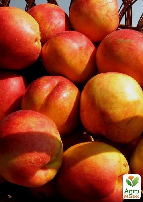 Нектарин "Старк Делишес" (лысый персик, летний сорт, средний срок созревания) - фото 3