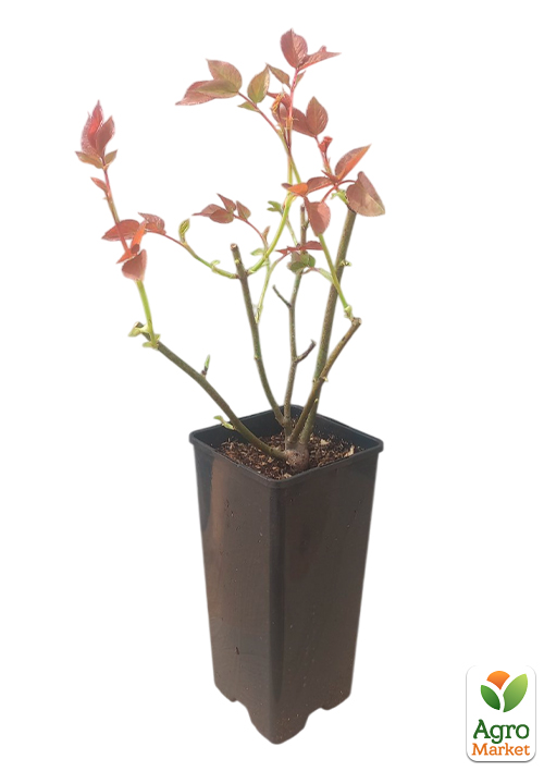 Роза английская "Констанц" в контейнере, высший сорт - фото 7