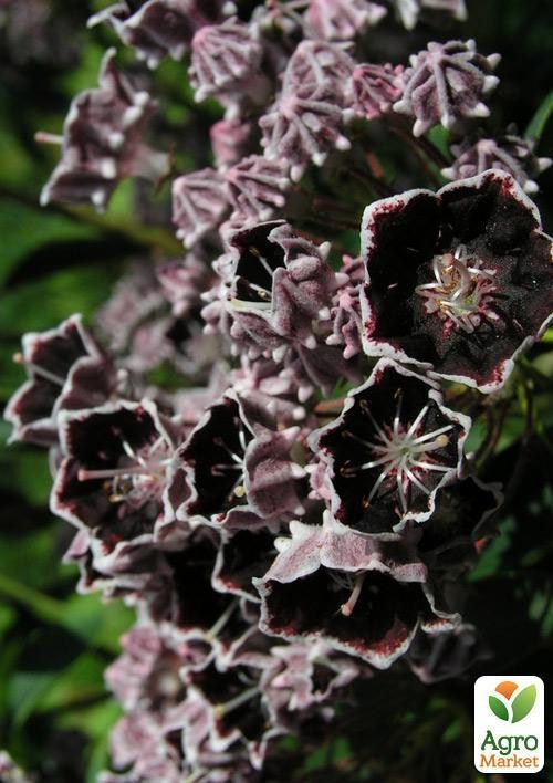 Кальмия latifolia "Mitternacht" (Midnight) - фото 2