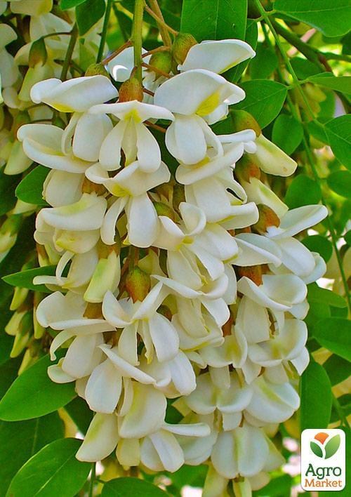 Акація "Робінія біла"