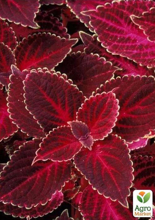 Колеус "Grande Vesuvius" 