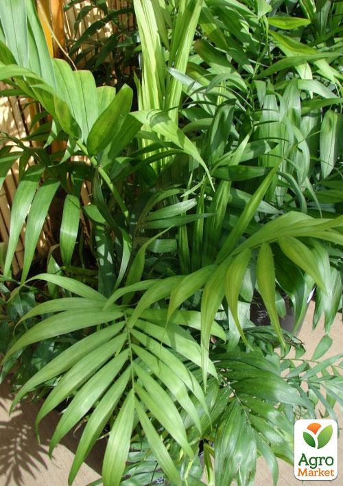 Хамедорея Изящная (Chamaedorea) "Elegans" - фото 6