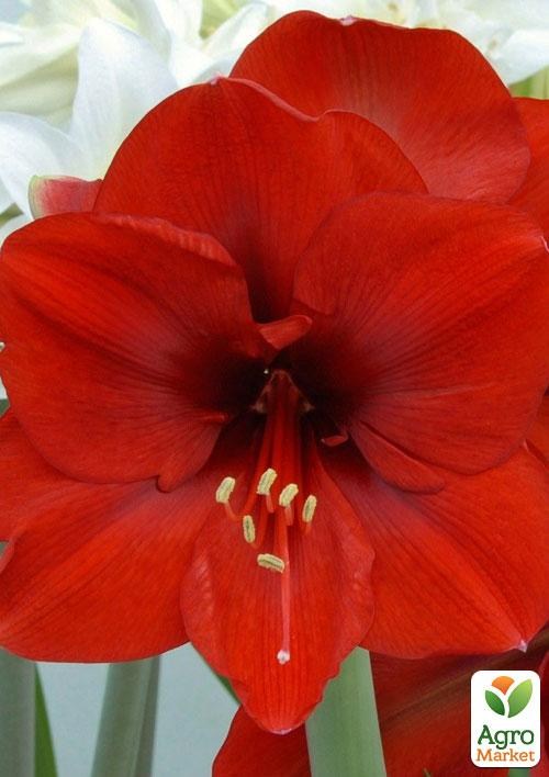 Гиппеаструм простой "Dark Red" (Амариллис) 1шт в упаковке