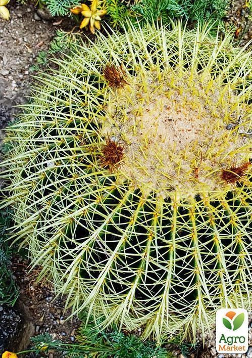 Эхинокактус "Echinocactus Grusonii" дм 27 см выс 34 см