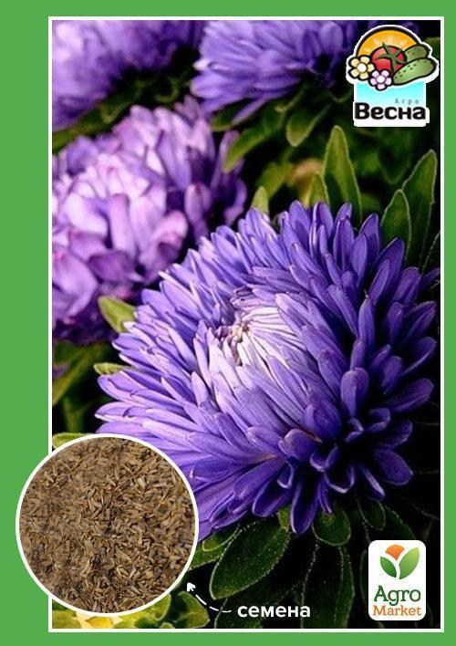 Айстра "Півоновидна фіолетова" ТМ "Весна" 0.2г