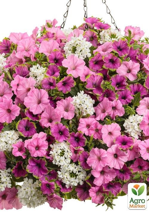 Петуния Supertunia Vista "Bubblegum" (контейнер №10, высота 10-15см)