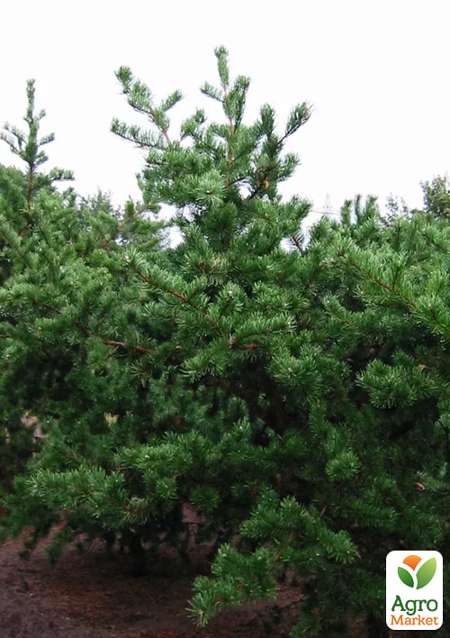 Сосна Банкса "Kimmerholz"(бонсай от природы)  